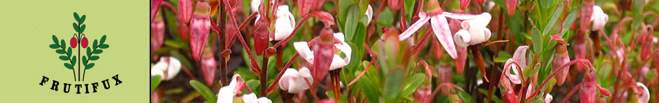Cranberry Blüte